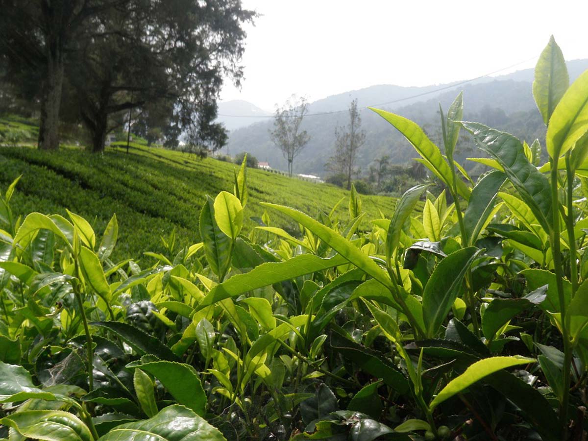 高山茶