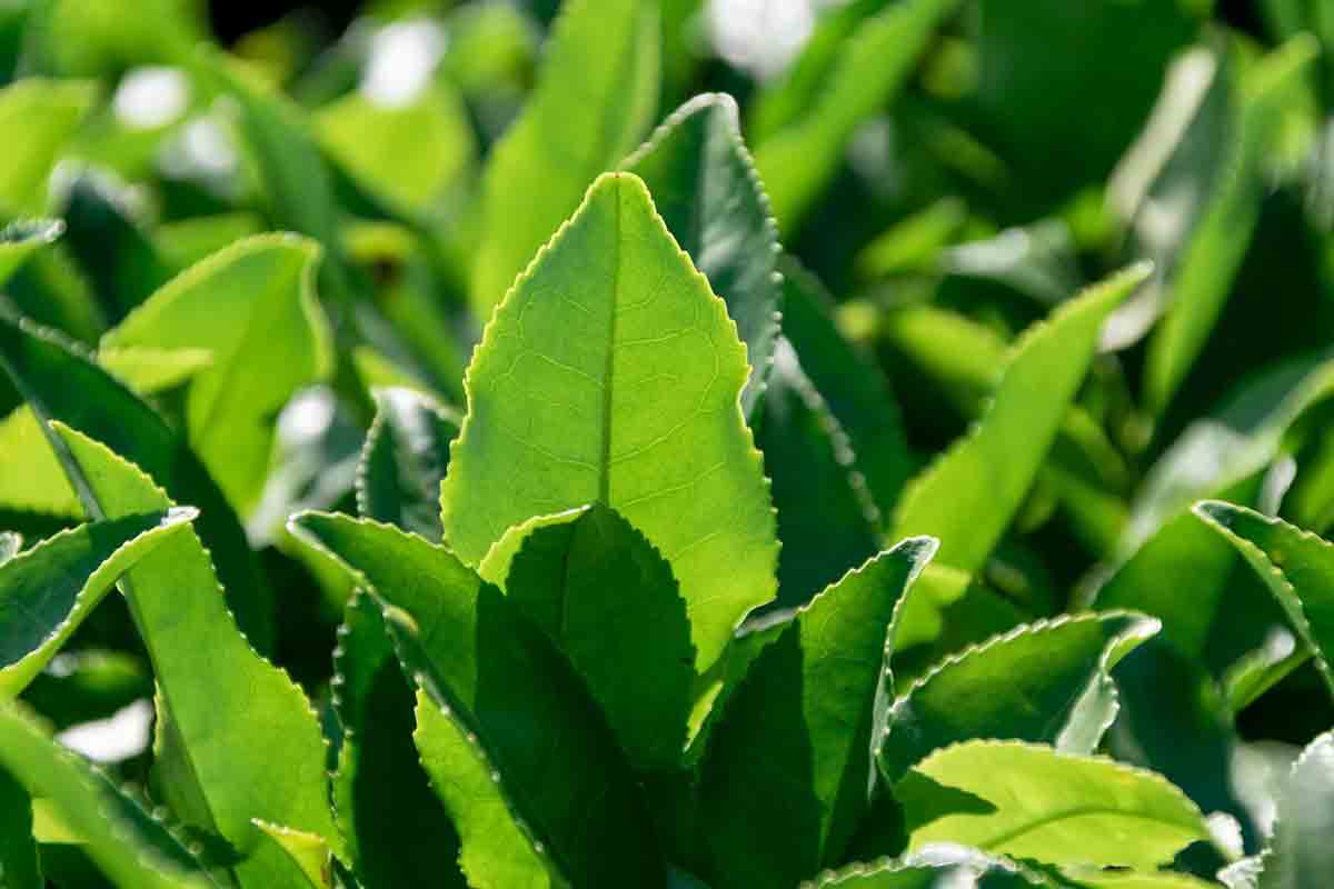 台灣十大名茶9：凍頂烏龍茶
