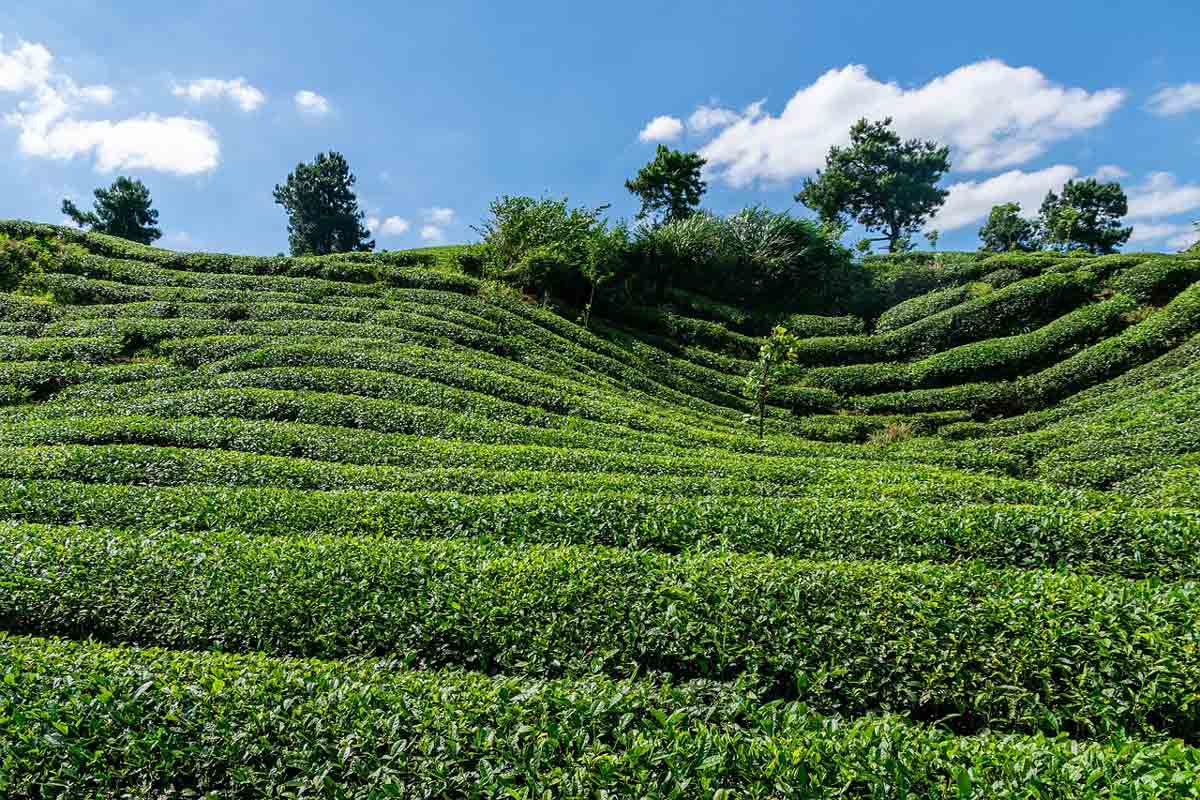 台灣烏龍茶推薦高山烏龍茶