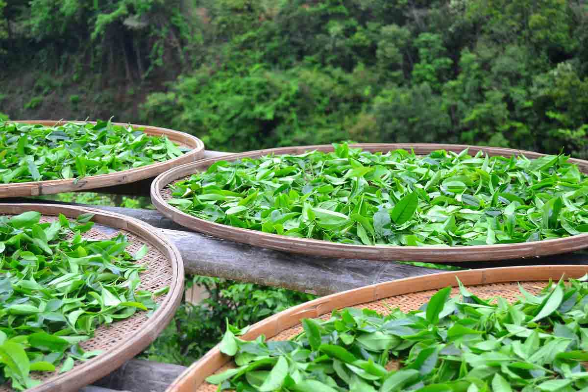 台灣烏龍茶推薦白毫烏龍(東方美人茶)